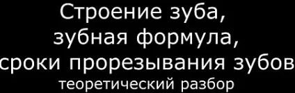 будова зуба