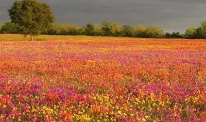 Вірші про квіти, квіткова поезія, flowery-blog (кольорах) Вірші про квіти, квіткова поезія, flowery-blog
