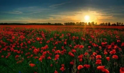 Вірші про квіти, квіткова поезія, flowery-blog (кольорах) Вірші про квіти, квіткова поезія, flowery-blog