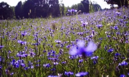 Вірші про квіти, квіткова поезія, flowery-blog (кольорах) Вірші про квіти, квіткова поезія, flowery-blog
