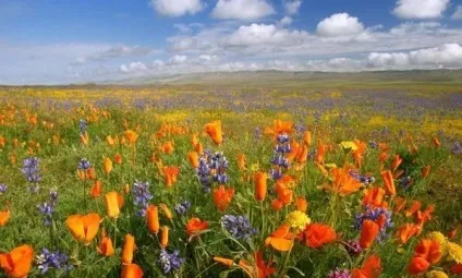 Вірші про квіти, квіткова поезія, flowery-blog (вірші) Вірші про квіти, квіткова поезія, flowery-blog