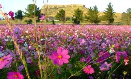 Вірші про квіти, квіткова поезія, flowery-blog (вірші) Вірші про квіти, квіткова поезія, flowery-blog