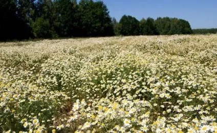Вірші про квіти, квіткова поезія, flowery-blog (вірші) Вірші про квіти, квіткова поезія, flowery-blog
