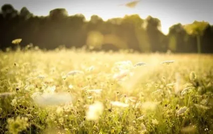 Вірші про квіти, квіткова поезія, flowery-blog (кольорах) Вірші про квіти, квіткова поезія, flowery-blog