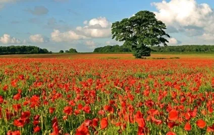 Вірші про квіти, квіткова поезія, flowery-blog (кольорах) Вірші про квіти, квіткова поезія, flowery-blog