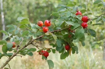 Будівельна рамка для бджіл, блог сергея самойлова (блог) Будівельна рамка для бджіл, блог сергея самойлова