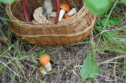 Будівельна рамка для бджіл, блог сергея самойлова (будівельна рамка для бджіл) Будівельна рамка для бджіл, блог сергея самойлова