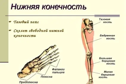 Суглоби нижніх кінцівок будова і функції в таблиці (кінцівок) Суглоби нижніх кінцівок будова і функції в таблиці