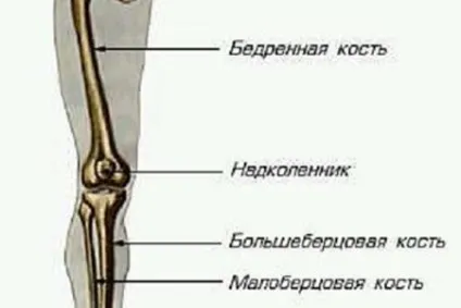 Суглоби нижніх кінцівок будова і функції в таблиці (суглоби нижні кінцівки таблиця) Суглоби нижніх кінцівок будова і функції в таблиці