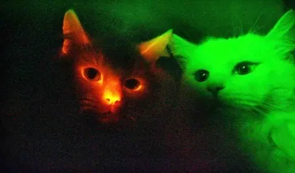 Сяючі кішки 1