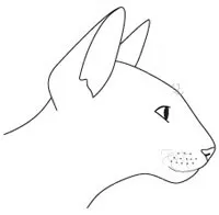 Стандарт породи кішок Корніш Рекс (Cornish Rex) кішок