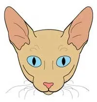 Стандарт породи кішок Корніш Рекс (Cornish Rex) корніш