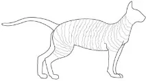 Стандарт породи кішок Корніш Рекс (Cornish Rex) cornish