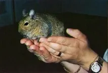 Стерилізація домашніх тварин (собак, кішок) у клініці - Ветлікар собак