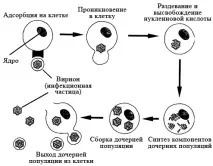 вирусните