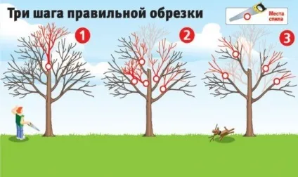Технологія обрізки груші навесні для початківців (навесні) Технологія обрізки груші навесні для початківців
