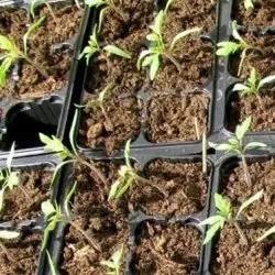 Томат новачок рожевий характеристика та опис сорту, фото куща відгуки садівників (опис) Томат новачок рожевий характеристика та опис сорту, фото куща відгуки садівників