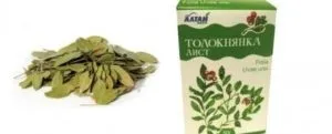 Толокнянка при циститі у жінок, як заварювати і як приймати (жінок) Толокнянка при циститі у жінок, як заварювати і як приймати