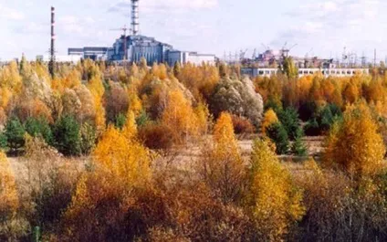 Топ 10 дивних і унікальних лісів