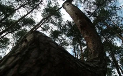 Топ 10 дивних і унікальних лісів
