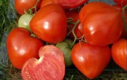 Томат ранкова роса відгуки хто садив, фото помідора (томат) Томат ранкова роса відгуки хто садив, фото помідора