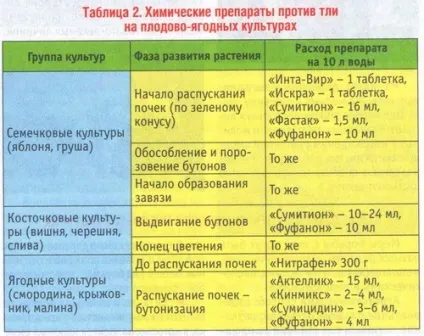 Попелиця в саду як позбутися (саду) Попелиця в саду як позбутися
