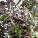 Традесканція догляд в домашніх умовах, фото, розмноження, пересадка (умовах) Традесканція догляд в домашніх умовах, фото, розмноження, пересадка