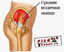 Тренування сідниць - вправи, специфіка побудови тренувального комплексу та способи накачати (комплексу) Тренування сідниць - вправи, специфіка побудови тренувального комплексу та способи накачати