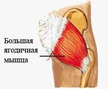 Тренування сідниць - вправи, специфіка побудови тренувального комплексу та способи накачати (сідниць) Тренування сідниць - вправи, специфіка побудови тренувального комплексу та способи накачати