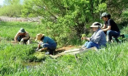 Трава настурція звичайна (лікарська) лікувальні та корисні властивості трави, протипоказання,