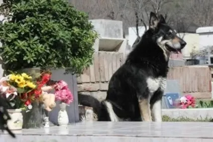 Зворушливі історії собачої відданості, умкра (собачої) Зворушливі історії собачої відданості, умкра