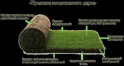 Укладання газону в рулонах як укласти рулонний газон своїми руками (коренева система трави) Укладання газону в рулонах як укласти рулонний газон своїми руками