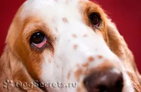 У собаки червоний білок очі