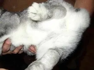 У кролика відмовили задні лапи що робити і в чому причина (робити) У кролика відмовили задні лапи що робити і в чому причина