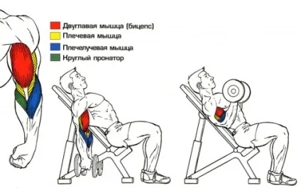 Вправи з гантелями