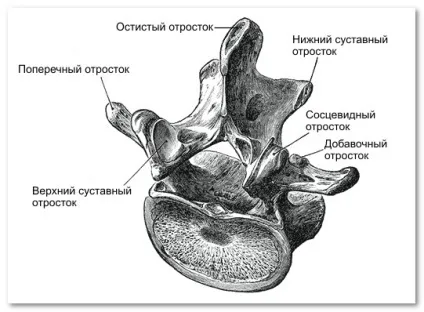 Унікальна будова хребців людини (унікальне) Унікальна будова хребців людини