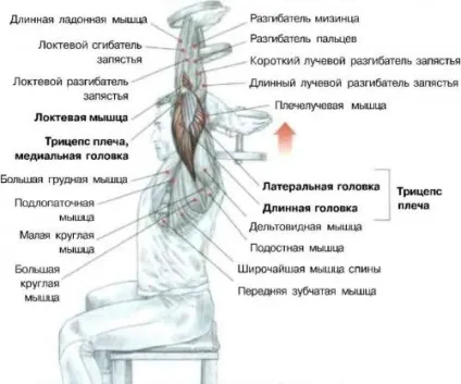 Вправи з гантелями