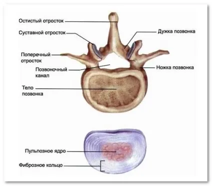 Унікальна будова хребців людини (будова) Унікальна будова хребців людини