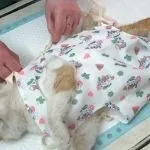 Догляд за кішкою після стерилізації в домашніх умовах поради ветеринара НЕ фото і відео або форум, (домашніх) Догляд за кішкою після стерилізації в домашніх умовах поради ветеринара НЕ фото і відео або форум,