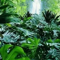Дізнайтеся про екзотичному квітці, символі сімейного благополуччя, Гузмания і догляді за ним в домашніх (гузмания догляд) Дізнайтеся про екзотичному квітці, символі сімейного благополуччя, Гузмания і догляді за ним в домашніх