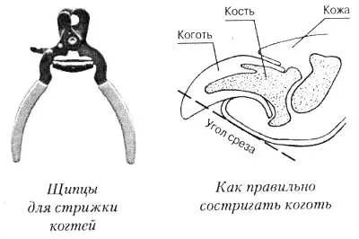 Догляд за шотландської кішкою 1 (гельмінтів зовнішніх паразитів) Догляд за шотландської кішкою 1
