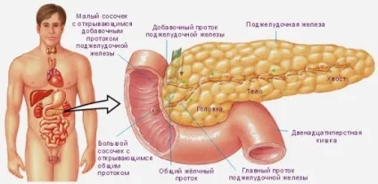 Узі черевної області що входить (входить) Узі черевної області що входить