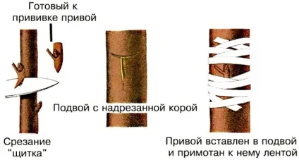 Догляд за мандарином з кісточки в домашніх умовах відео