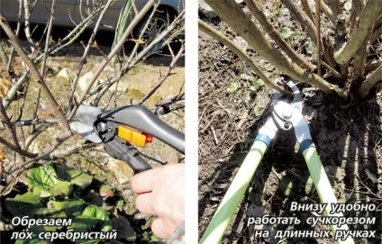 Догляд за чагарниками навесні