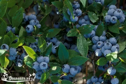 Догляд за лохиною садової - багатий урожай з кожного куща (куща) Догляд за лохиною садової - багатий урожай з кожного куща