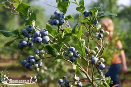 Догляд за лохиною садової - багатий урожай з кожного куща (садової) Догляд за лохиною садової - багатий урожай з кожного куща