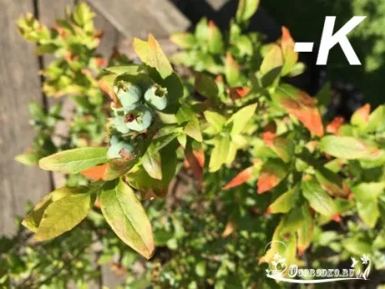 Догляд за лохиною садової - багатий урожай з кожного куща (садової) Догляд за лохиною садової - багатий урожай з кожного куща