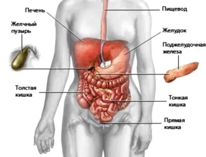 Узі черевної області що входить (входить) Узі черевної області що входить