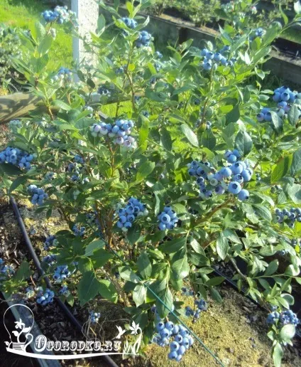 Догляд за лохиною садової - багатий урожай з кожного куща (лохиною) Догляд за лохиною садової - багатий урожай з кожного куща