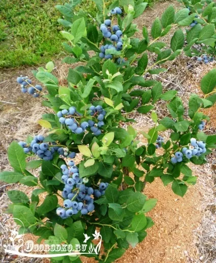 Догляд за лохиною садової - багатий урожай з кожного куща (садової) Догляд за лохиною садової - багатий урожай з кожного куща